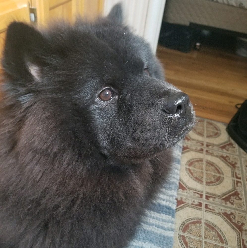 Meet your Posher, Nikkomae